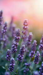 Selective and soft focus on lavender flowers, lavender flower in flower garden, pop art, with white tones