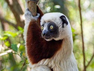 Coquerel’s Sifaka, Tropical forest jungle in Madagascar island