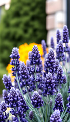 Duftender Lavendel, flat design, with white tones