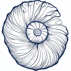 Obraz premium Nautilis shell illustration, detailed line art drawing of spiral shell.