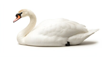 Elegant White Swan Resting Gracefully on White Background