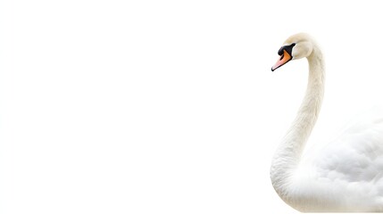 Elegant White Swan Profile Against White Background