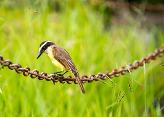 Tropical Bem-te-vi bird (Pitangus sulphuratus), bentevi, in selective focus and background blur