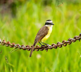 Tropical Bem-te-vi bird (Pitangus sulphuratus), bentevi, in selective focus and background blur