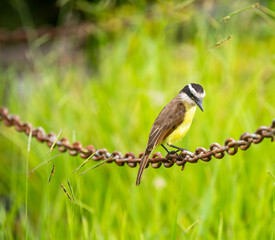 Tropical Bem-te-vi bird (Pitangus sulphuratus), bentevi, in selective focus and background blur