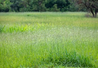 Fototapeta premium Idyllic landscape of the cerrado biome with grass and depth blur