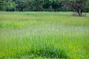 Idyllic landscape of the cerrado biome with grass and depth blur