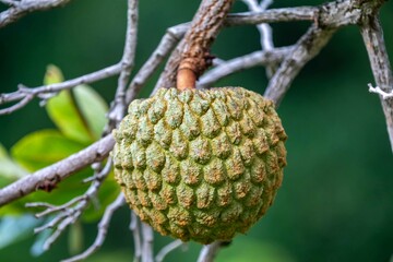 Marolo (Annona crassiflora), typical fruit of central Brazil, exotic and rare fruit