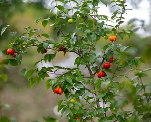 Ripe pitanga fruits Eugenia uniflora,on the tree and blurred background