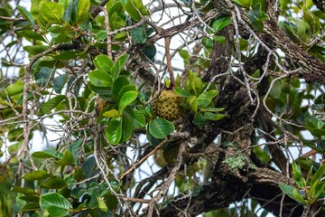 Marolo (Annona crassiflora), typical fruit of central Brazil, exotic and rare fruit