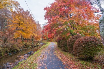 Fototapeta premium 前日の雨にしっとりと濡れたカラフルなモミジの紅葉に囲まれた遊歩道の情景