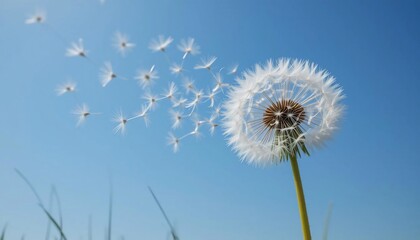 Dandelion Seeds Blowing in the Wind Spring Nature