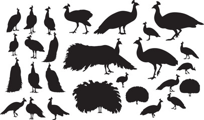 Peacock Silhouette Designs