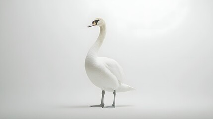 Obraz premium A single white swan stands on a white background