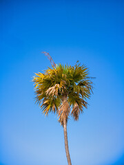 Fototapeta premium Golden Brown and Green Date Palm Under Blue Sky.