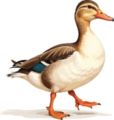 Obraz premium Vector image of a Peking duck walking on a white background.