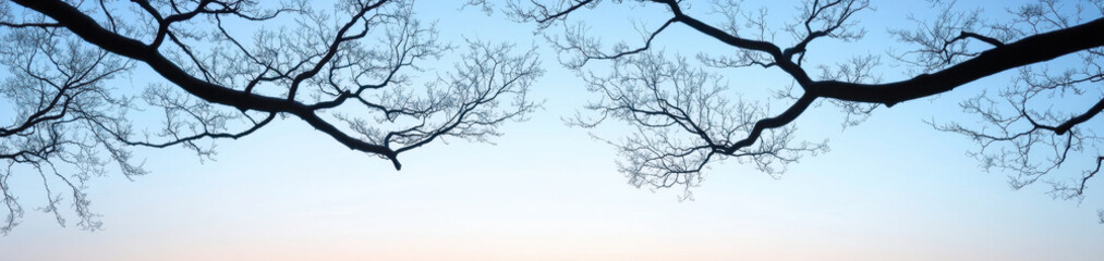Fototapeta premium Bare tree branches silhouetted against soft evening sky create tranquil scene. delicate outlines evoke sense of calm and serenity