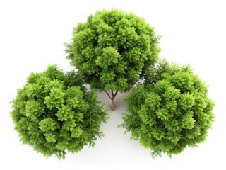 Fototapeta premium 3D Green Trees Top View, Architectural Design, Garden Decoration, Isolated White Background, High-Resolution Images