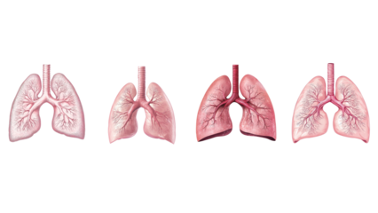 Set Human Lungs Progression Showing Bronchial Tree Development Isolated on Transparent Background