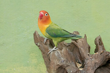 A lovebird is looking for food on a rotten tree trunk. This bird which is used as a symbol of true love has the scientific name Agapornis fischeri.