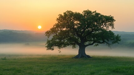 Obraz premium A serene sunrise over a misty landscape with a solitary tree.
