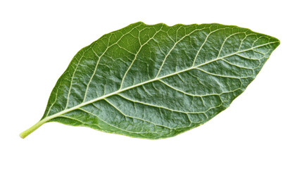 Obraz premium Leaf from a tree, transparent background