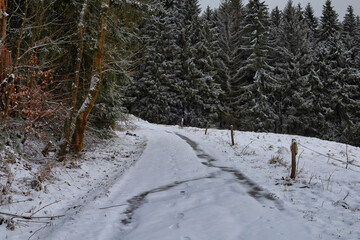 Verschneiter Waldweg f&uuml;hrt entlang einer winterlichen Wiese am Gro&szlig;en Eisenberg im Th&uuml;ringer Wald bei Schmiedefeld am Rennsteig, Th&uuml;ringen, Deutschland