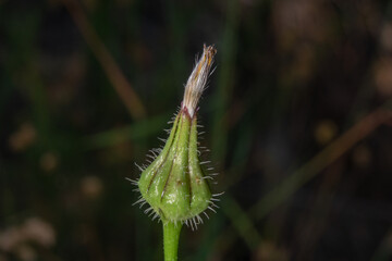 Crepis sancta flower plant, closed bulb in formation phase