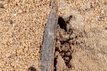 Light-colored sand from an anthill with several ants