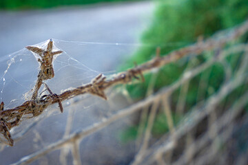 Barbed wire covered with spider web with more visibility on the left side