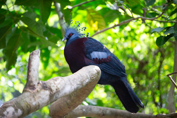 Victoria Crowned Pigeon on the tree in the forest.