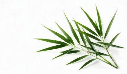 a close up of a green leaf on a white surface, bamboo, 