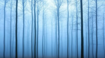 Fototapeta premium Mist forest concept. Misty forest landscape with tall trees and a serene blue atmosphere.