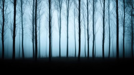 Obraz premium Mist forest concept. A hauntingly beautiful forest shrouded in mysterious mist and shadows.