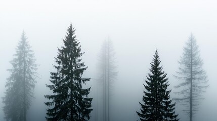 Mist forest concept. Misty forest landscape with tall evergreen trees shrouded in fog for a serene atmosphere.
