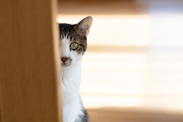 扉の脇からこちらをじっと見る猫の視線　キジトラ白