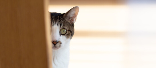 扉の脇からこちらをじっと見る猫の視線　キジトラ白