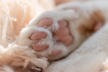 可愛い猫の肉球