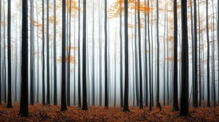 Naklejka premium Mist forest concept. A serene forest scene with tall trees and an autumn mist enveloping the ground.
