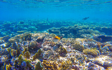 coral and fish in sahl hasheesh for background
