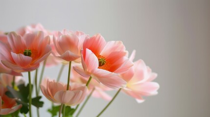 Fototapeta premium Delicate Pink Flowers Close Up