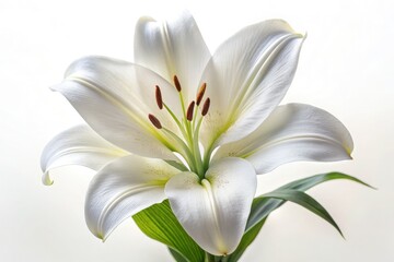 White Watercolor Lily, Elegant Floral AI Photography,  Delicate Bloom