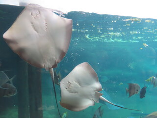 fish in aquarium © Katia Regina 