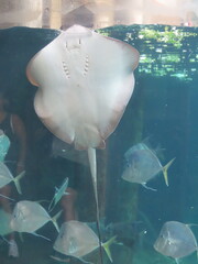 jellyfish in aquarium © Katia Regina 