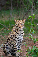 Leopard staring 