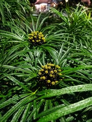 Osmoxylon Lineare Plant