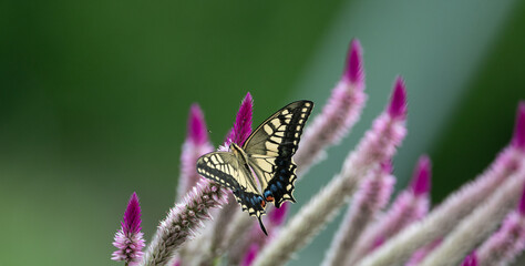 花の蜜を吸うアゲハチョウ