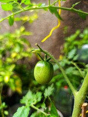 green tomatoes on a vine