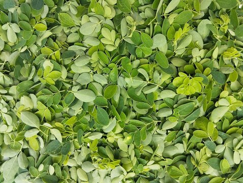 green moringa leaves texture and background on close up. Vegetarian cuisine, organic farm plant 