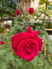 Red roses. Red petal roses in planter illuminated with natural light.